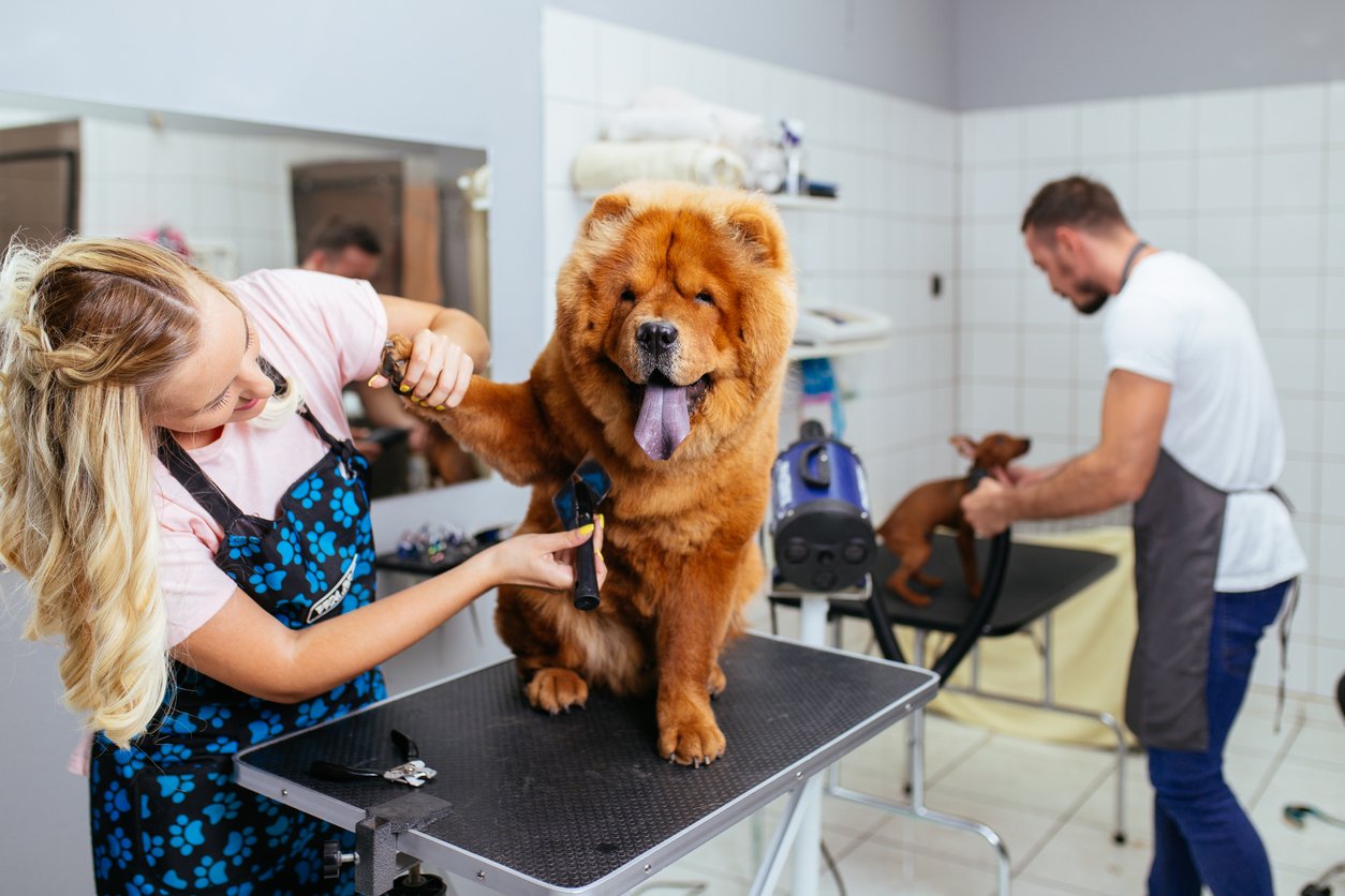 Pet grooming salon, Chow Chow on table foreground, brown dog and groomer background, bright interior, documentary style, people.