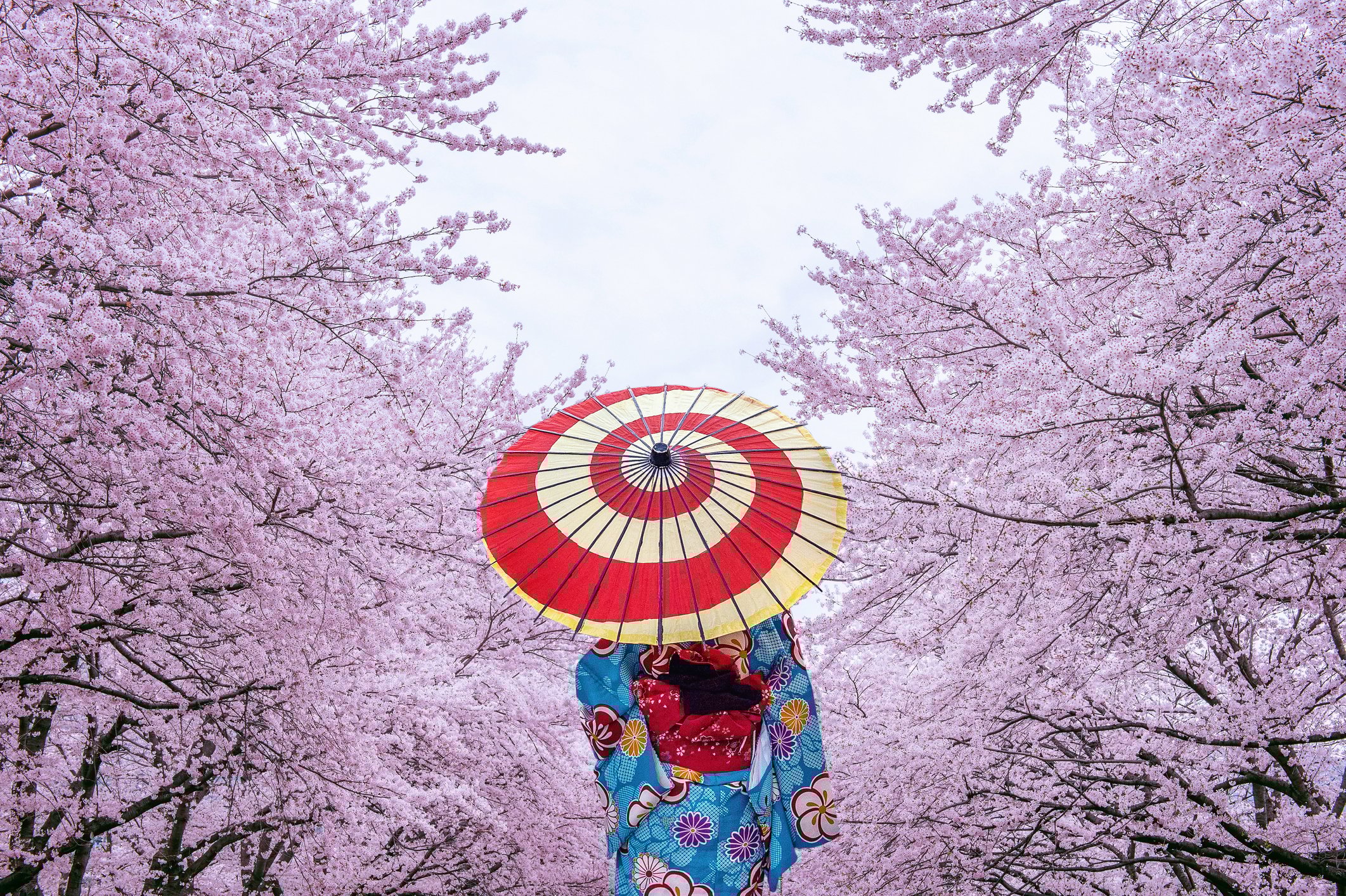 Cherry blossom tunnel, vibrant kimono with parasol, centered vertical shot, spring daylight, editorial travel photo, one person.