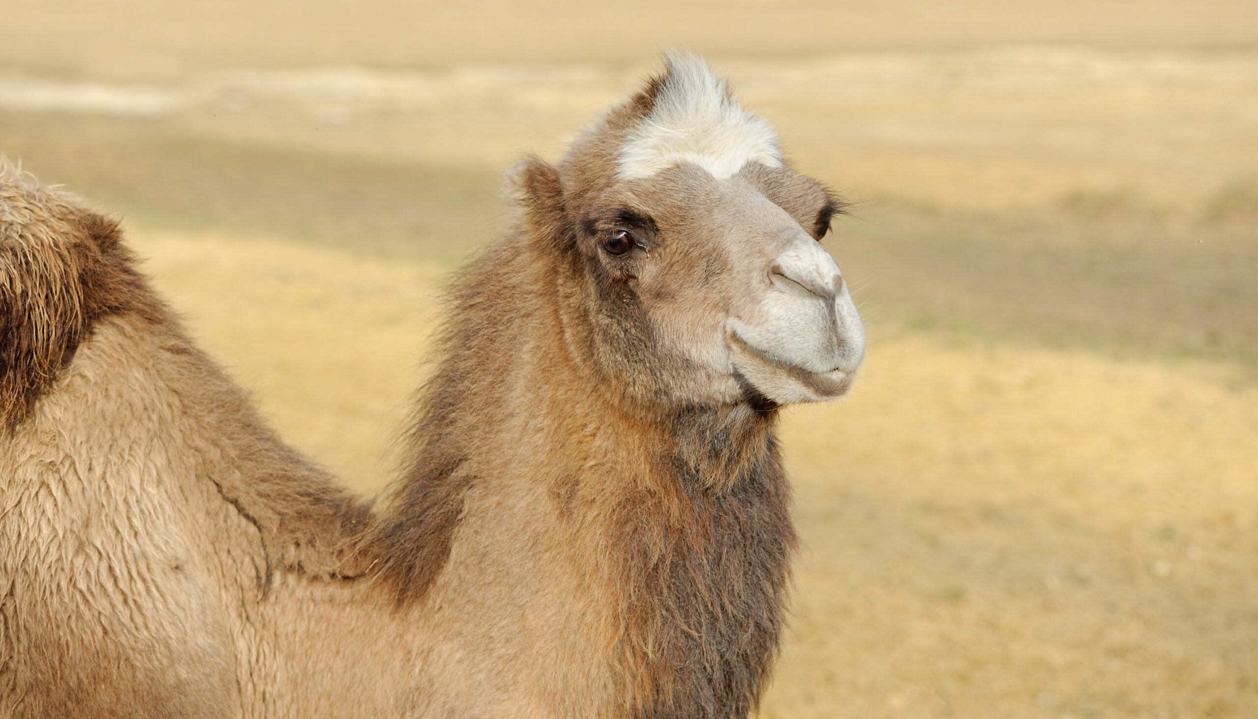 Dry grassy plain, camel face close-up, centered composition, daylight clarity, editorial travel photo, no people.