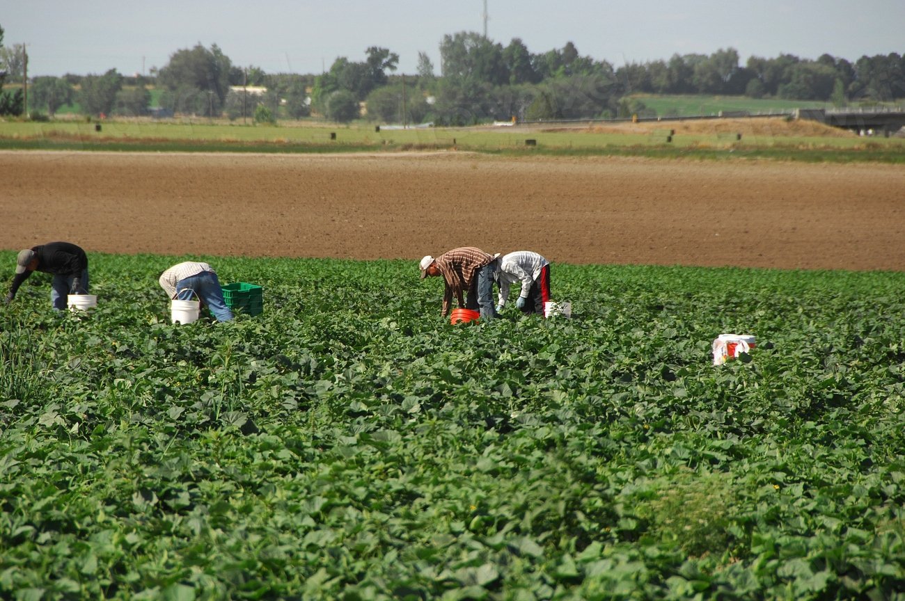 5. Continuing to Work After Early Claiming Can Trigger Benefit Withholding (Image Credits: Rawpixel)