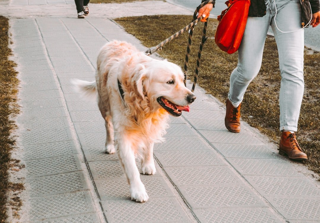 6. Pet Sitting and Dog Walking: A Booming Market You're Probably Ignoring (Image Credits: Unsplash)