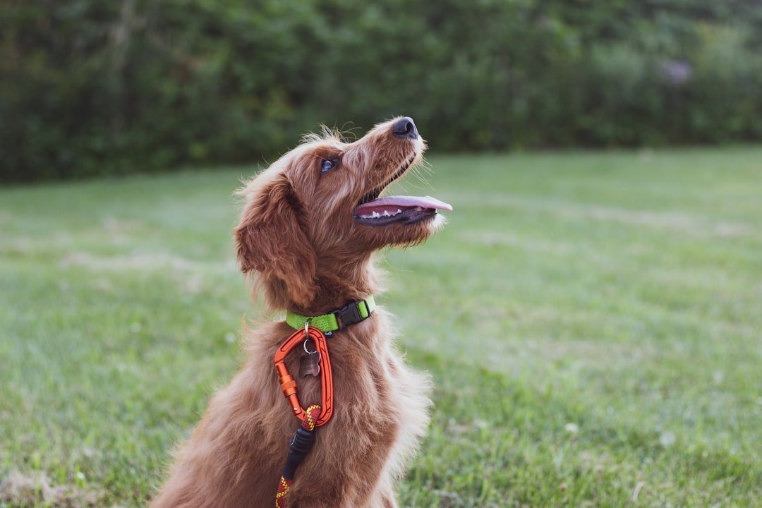 9. Dog Training: A Niche Inside a Booming Industry (Image Credits: Unsplash)