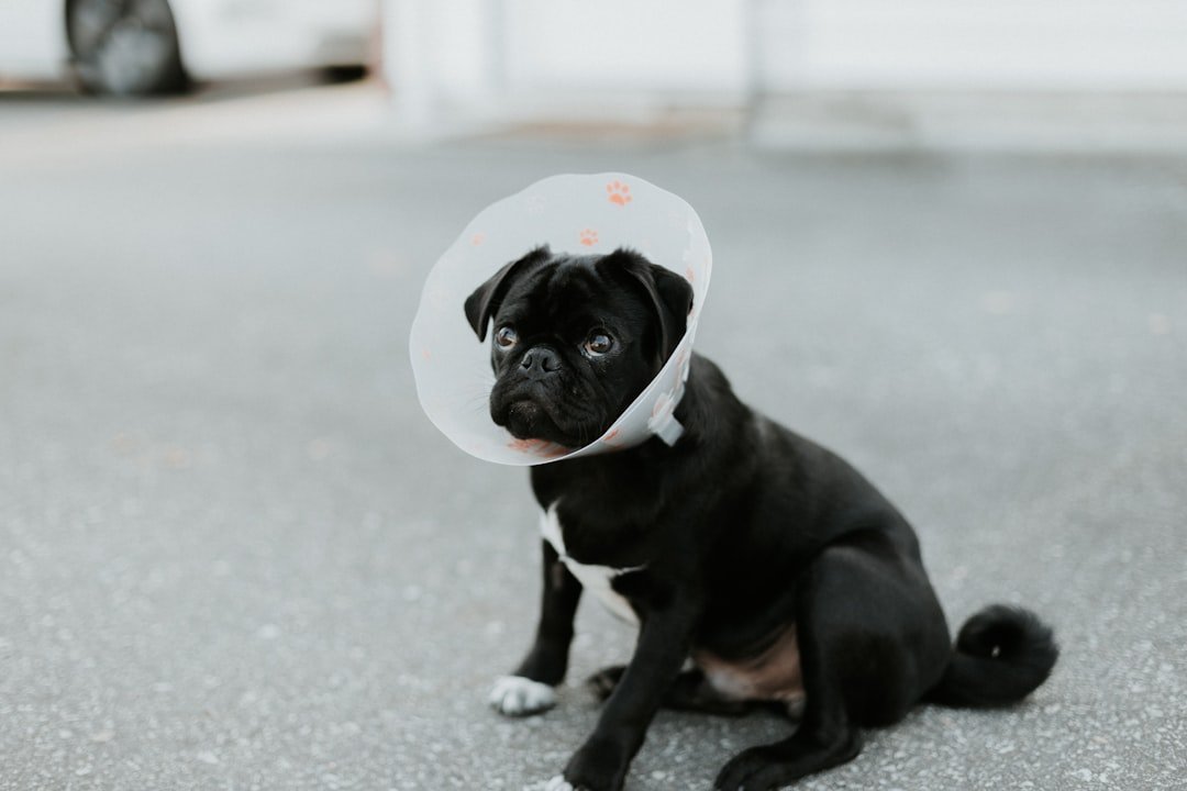 When Pet Insurance Is Genuinely Worth Every Penny (Image Credits: Unsplash)